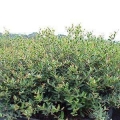 Dwarf Yaupon Holly