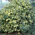 Elaeagnus