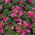 Encore Azalea