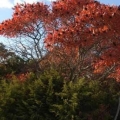 Flameleaf Sumac