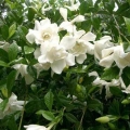 Gardenia