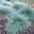 Glauca Grass