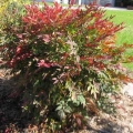 Gulf Stream Nandina