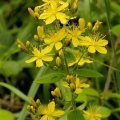 Hypericum