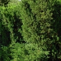 Japanese Yew