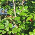 Mahonia