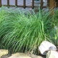 Miscanthus Grass