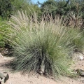 Muhly Grass