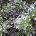 Oak Leaf Holly