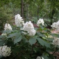 Oak Leaf Hydrangea