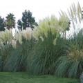 Pampas Grass