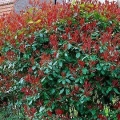 Photinia