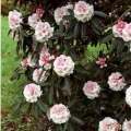 Rhododendron