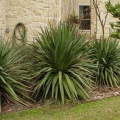 Soft Leaf Yucca