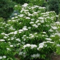 Sweet Viburnum