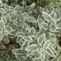 Variegated Privet