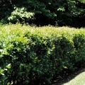 Waxleaf Ligustrum