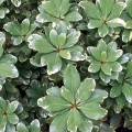 Variegated Pittosporum