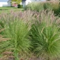 Muhly Grass- Pink