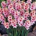 African Corn Lily - Pink