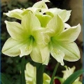 Amaryllis - Lemon Lime