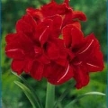 Amaryllis - Red Peacock