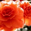 Begonia