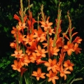 African Corn Lily - Hybrids