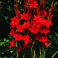 Bulger Flower- Wastonia Red