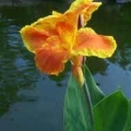 Canna - Color Clown