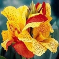 Mid-Dwarf Canna - Cleopatra