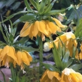 Crown Imperial - Lutea