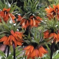 Crown Imperial - Rubra