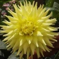 Dahlia Cactus - Yellow Star