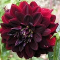 Dahlia Decorative - Arabian Night