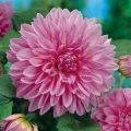 Dahlia Dinner Plate - Lavender Perfection