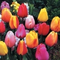 Darwin Tulip - Mix