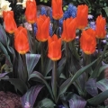 Emperor Tulip - Juan