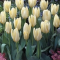 Emperor Tulip - White