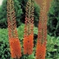 Foxtail Lily - Cleopatra
