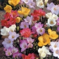 Freesia Mix