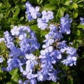 Blue Plumbago