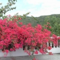 Bougainvillea