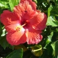 Hibiscus