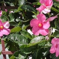 Mandevilla