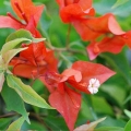 Bougainvillea - Flame