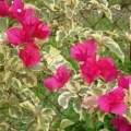 Bougainvillea - Raspberry Ice