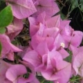 Bougainvillea - Vera Light Pink