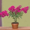 Bougainvillea - Vera Purple