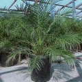 Pygmy Date Palm